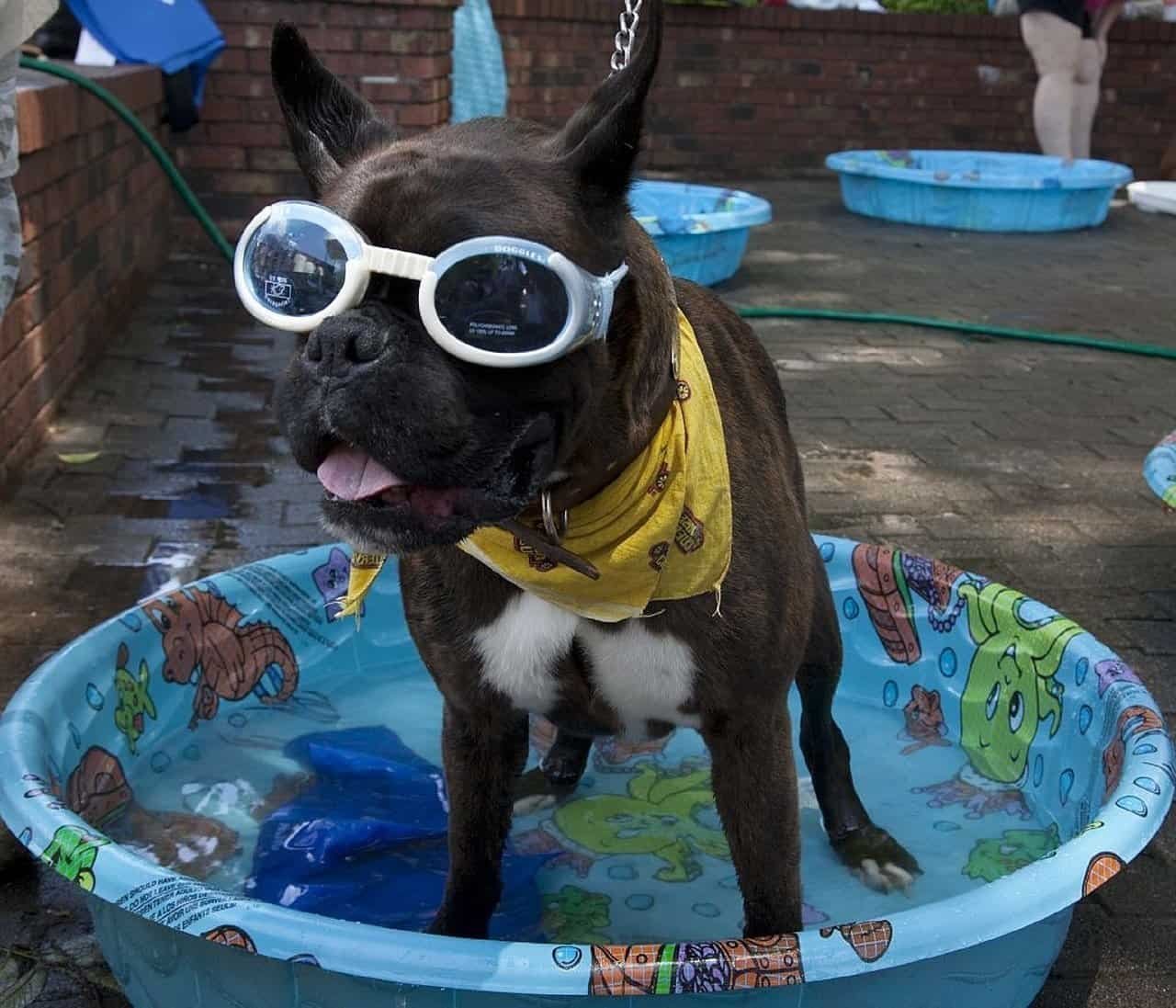 Dog in Pool - Entertaining Backyard Games To Play With Your Dog