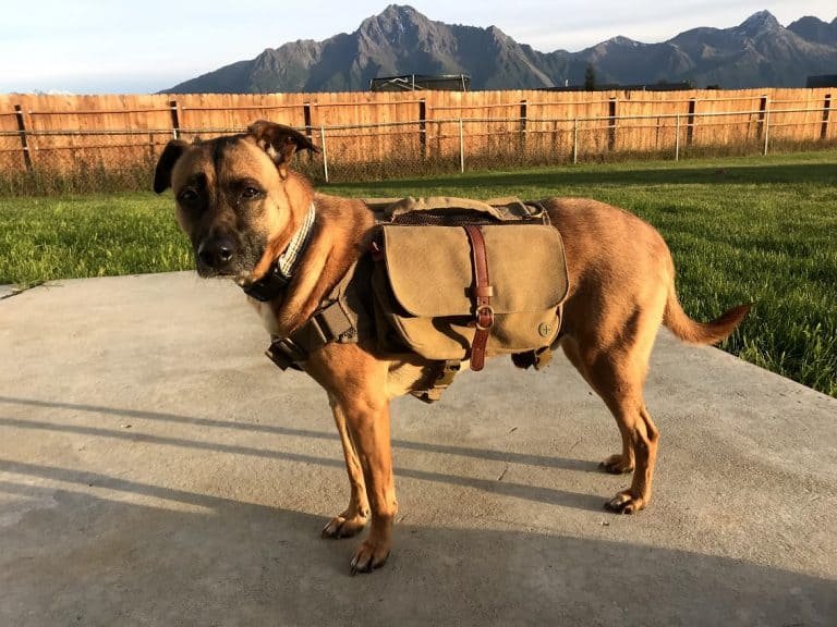 8 Fantastic Dog Backpacks They’ll Enjoy Carrying!