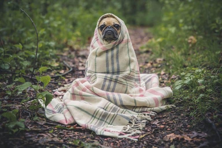 Anxious Pug Calm Your Dog During Fireworks