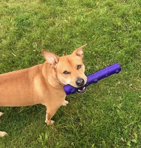 Roxy with Toys - Entertaining Backyard Games To Play With Your Dog