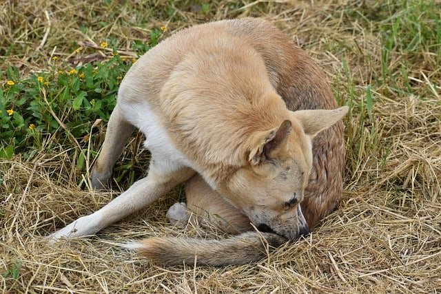 check dog for ticks - dog chewing base of tail