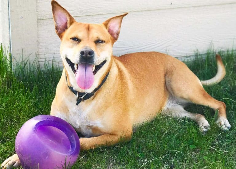 10 Tough Dog Toys Even Heavy Chewers Will LOVE!