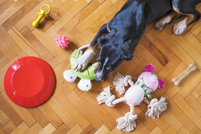 dog toys