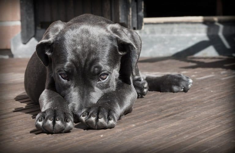 Ways To Get Your Dog Through An Earthquake Safely