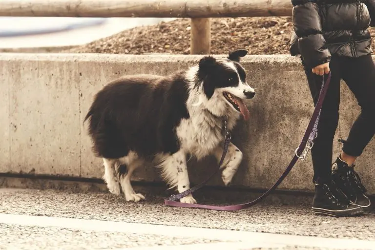 dog on leash best dog leashes