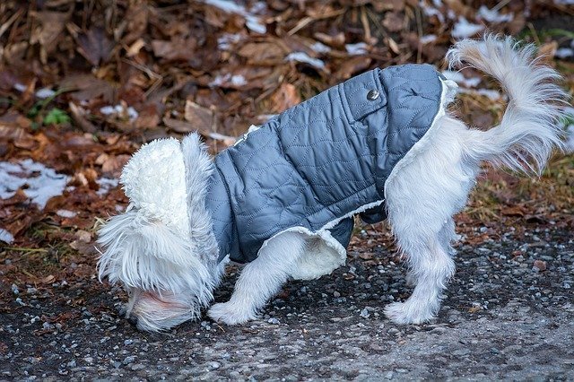 Dog with Jacket  - Entertaining Backyard Games To Play With Your Dog