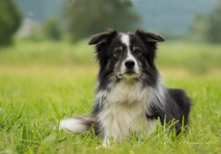 How To Minimize Dog Shedding and Keep A Home Clean