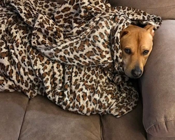 Roxy with Dog Blanket Snuggie