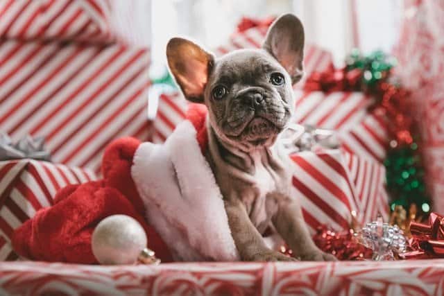 best christmas presents for dogs