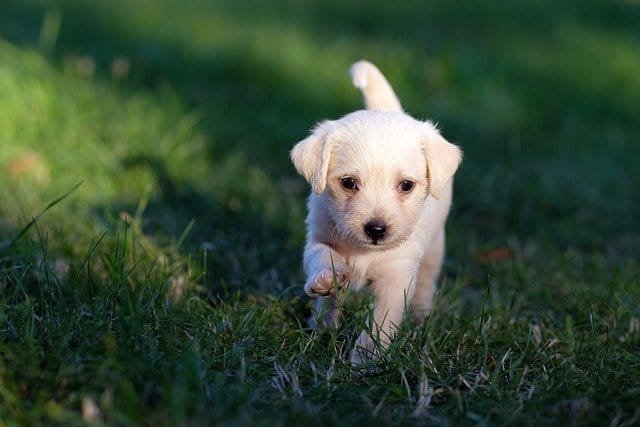 excitable puppy