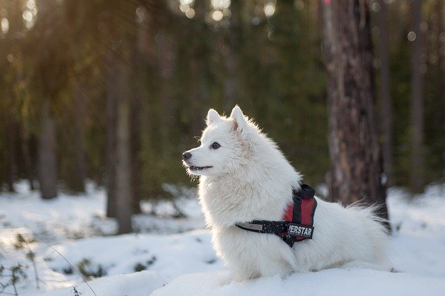 snow day for dogs