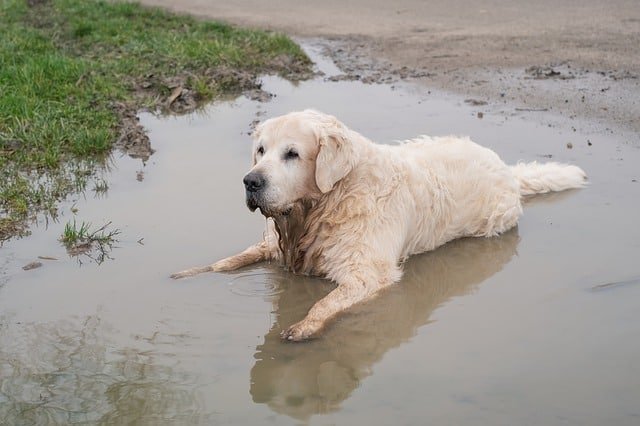 dog puddle