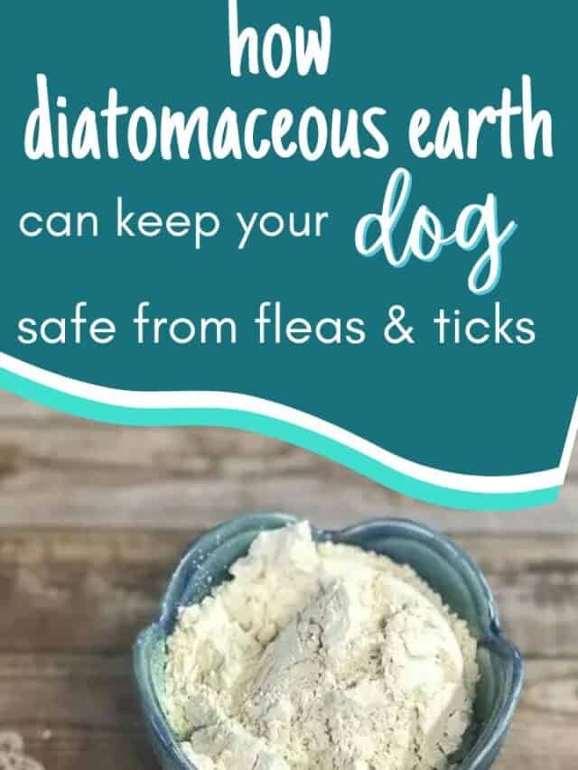 Diatomaceous Earth – How It Keeps Your Dog Safe From Fleas And Ticks