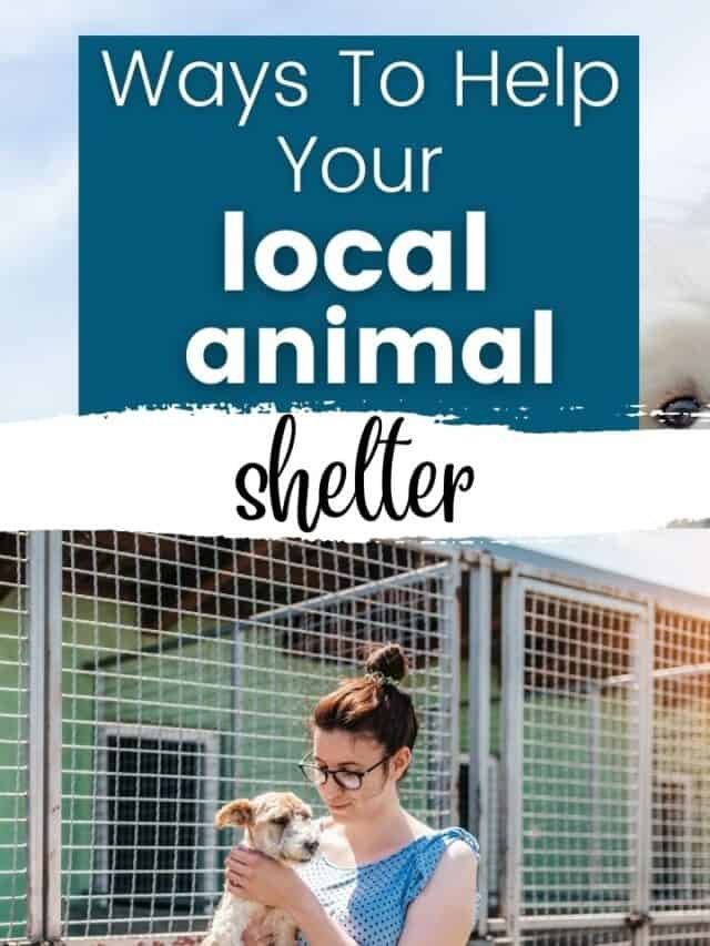 7 Ways You Can Help Your Local Animal Shelter