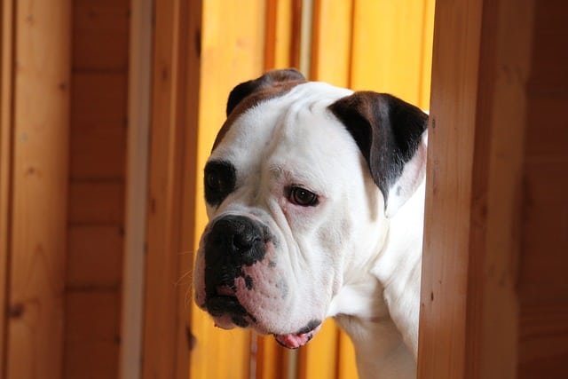 dog by door - stop dog scratching