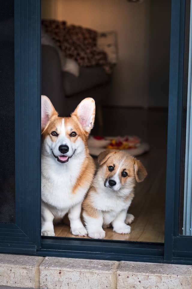 cute dogs posing in front of open door for post about stopping door scratching