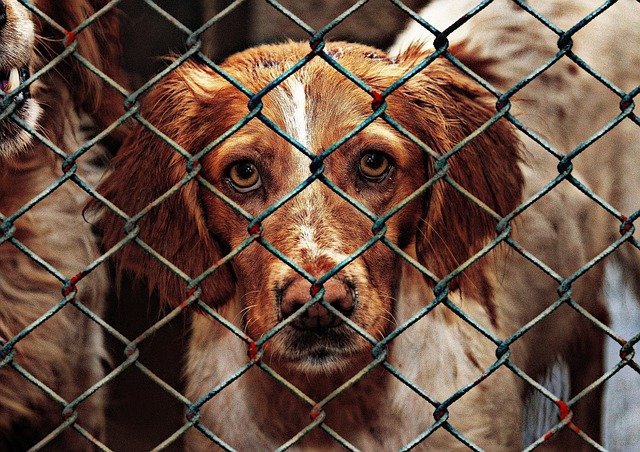 ways to help your local animal shelter