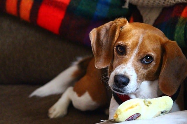 stop dog chewing on furniture picture of beagle chewing toy