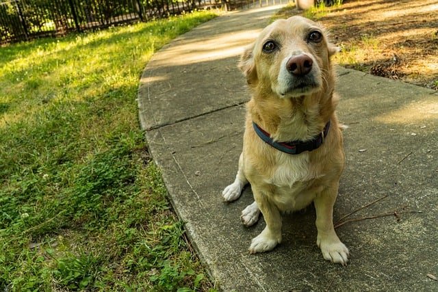 image of Walking a nervous dog on a sidewalk
