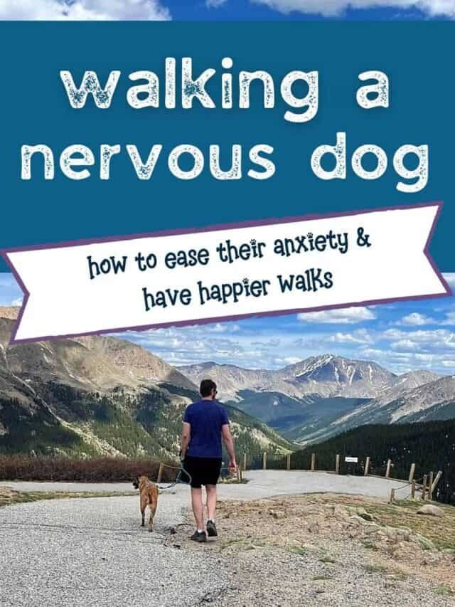 Walking A Nervous Dog – Easing Their Anxiety