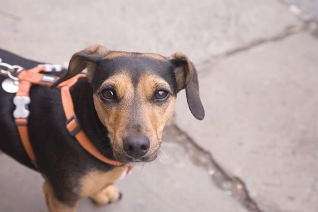 walking a nervous dog with a harness