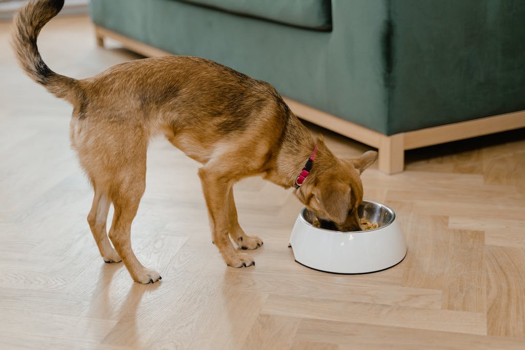 Dog Bone Broth Is The Ultimate Nutritious Treat + Our Favorites